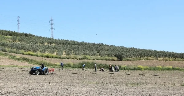 Bursa Nilüfer’den Konaklı’ya 800 zeytin fidanı