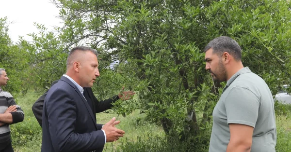 Muğla’da zirai donun yaraları sarıldı